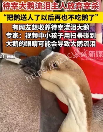 待宰大鹅流泪